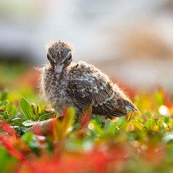 Close-up of a bird perching on a plant