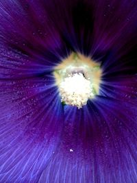 Full frame shot of purple flower