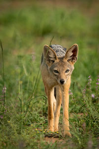 Black-backed jackal on grassy field