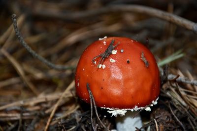 Close-up of red mushroom growing on field