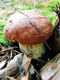 Close-up of mushroom