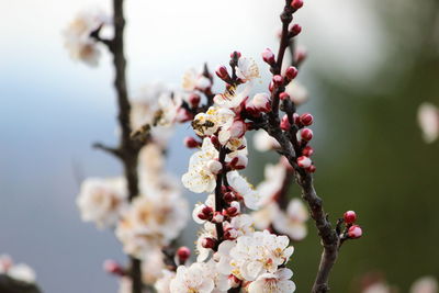 Close-up of cherry blossom tree