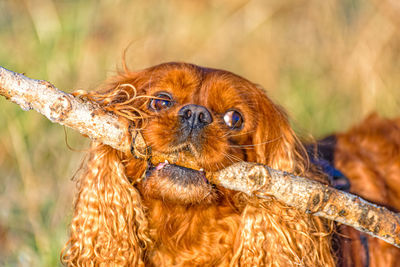 Close-up of a dog looking away