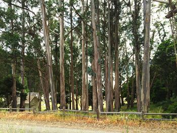 Trees in forest