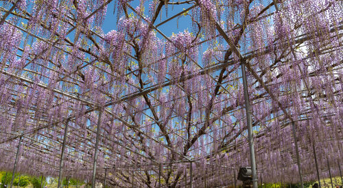 Low angle view of flowering tree against sky