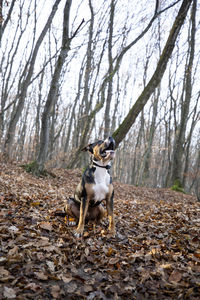 Dog in forest