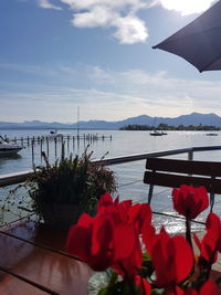 Red flowers on table by sea against sky