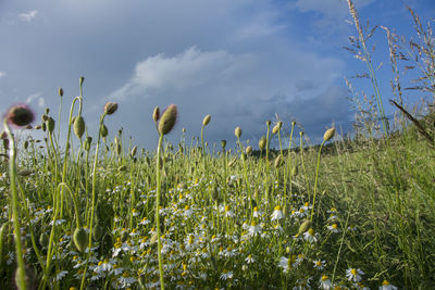 Close-up of crops growing on field against sky