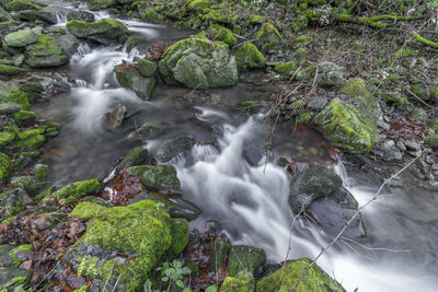 Scenic view of waterfall in forest