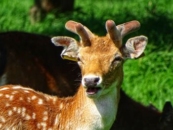 Close-up of deer on field