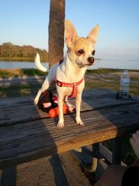 Dog sitting on bench