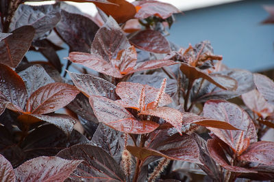 Close-up of leaves during autumn