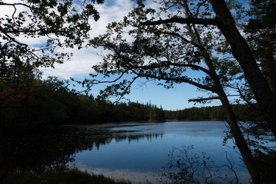 Scenic view of lake in forest against sky
