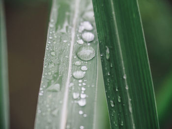 Close-up of raindrops on leaf