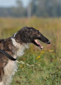 Close-up of a dog on field