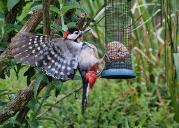 Birds perching on a bird feeder