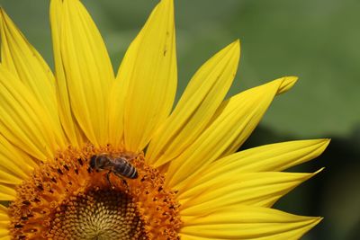 Close-up of insect on yellow flower