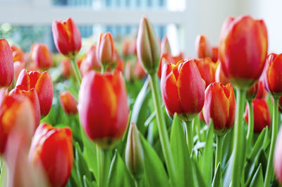 Close-up of red tulips blooming outdoors