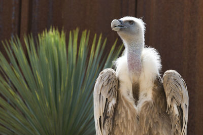 Close-up of bird