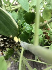 Close-up of butterfly on leaf