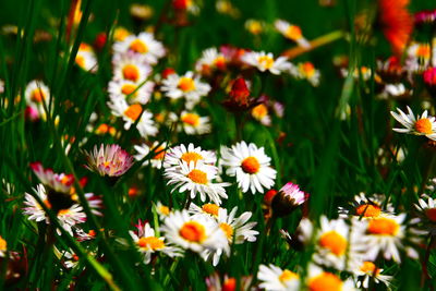 Close-up of daisy flowers on field