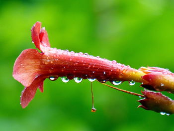 Close-up of insect on wet red flower