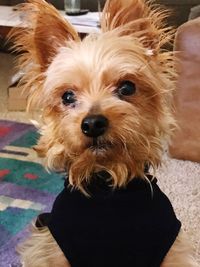 Close-up portrait of dog at home