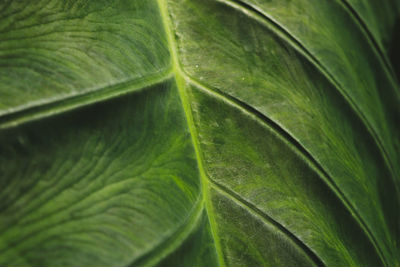 Close-up of green leaves
