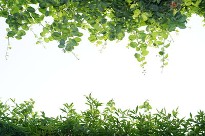 Low angle view of trees against clear sky