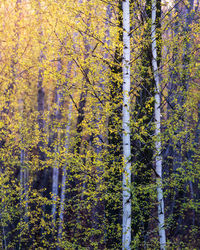 Trees in forest during autumn