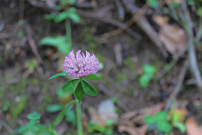 High angle view of purple flowering plant on field