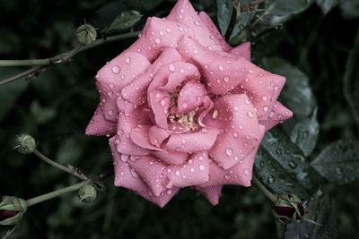 Close-up of wet pink rose