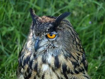 Close-up of a bird looking away