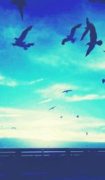 Low angle view of birds flying over sea