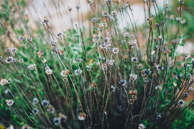 Close-up of flowering plants on field