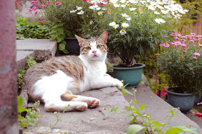 Portrait of cat in flower pot