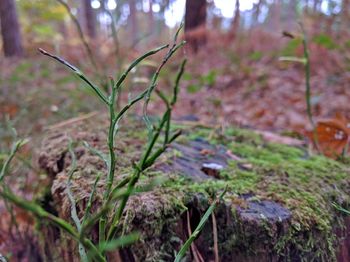 Close-up of plant growing on field