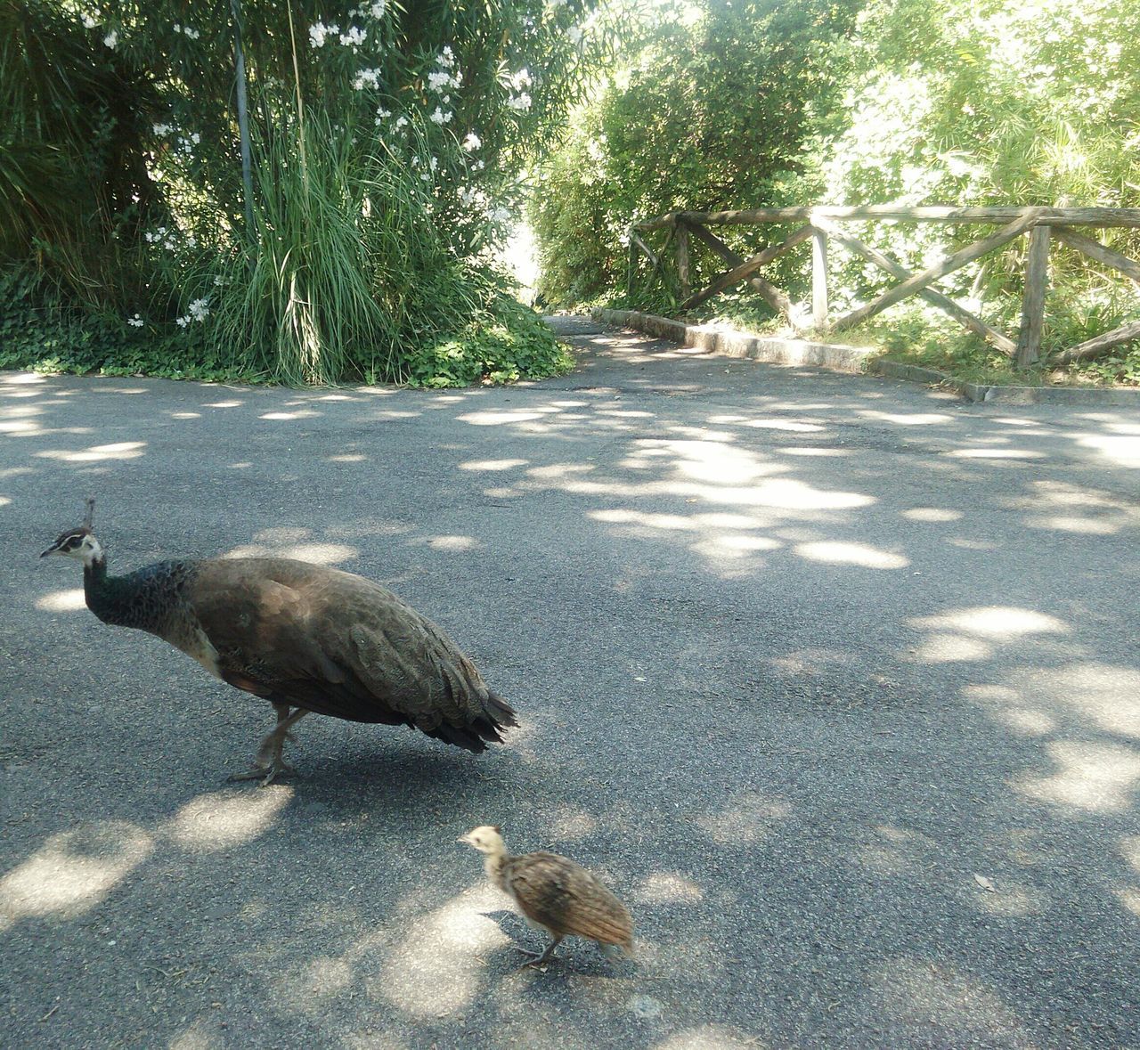 animal themes, tree, road, street, one animal, water, wildlife, animals in the wild, asphalt, sunlight, nature, transportation, day, outdoors, the way forward, no people, reflection, shadow, wet, tranquility