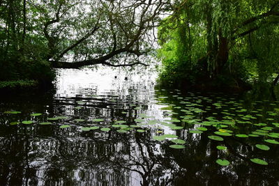 Reflection of trees in lake