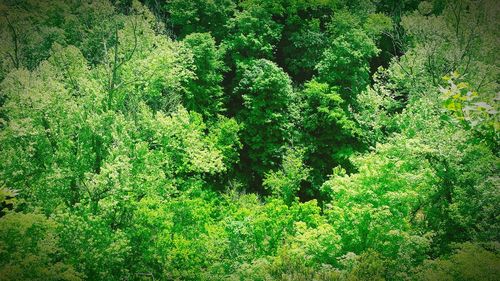 View of lush foliage