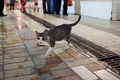 Cat steals fish at the kuwait fish market. 