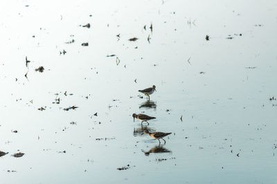 Flock of birds perching on lake