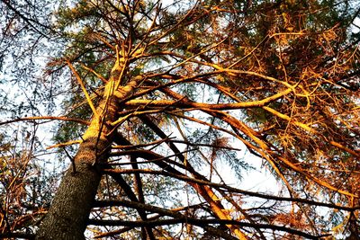 Low angle view of tree against sky