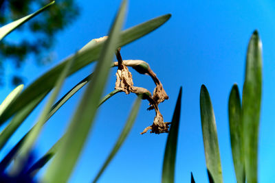 Close-up of insect on plant against blue sky