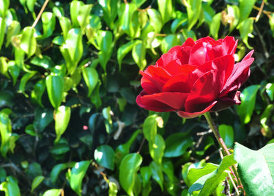 Close-up of red flower blooming outdoors