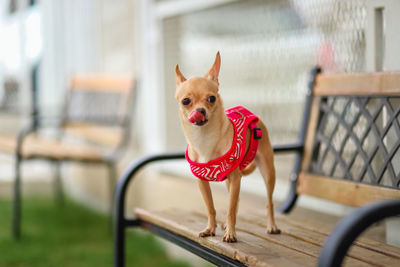 Close-up of dog