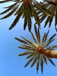 Low angle view of palm tree against sky