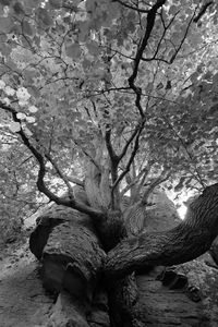 Close-up of tree against sky