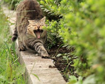 View of a cat yawning