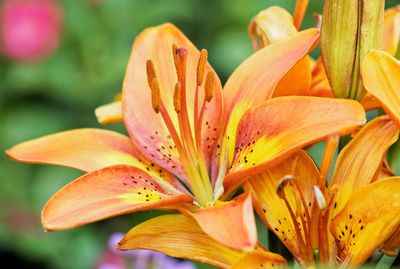 Close-up of yellow lilies